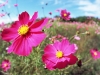 blooming-flowers-under-sunshine2