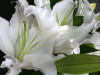 flower1