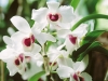 free-download-flower-wallpapers-beautiful-flower-wallpapers-flower-wallpaper-for-apple-flower-wallpaper-for-pc9